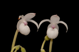 Mexipedium xerophyticum / © Dr. Eduardo Alberto Pérez García Mexipedium xerophyticum —
