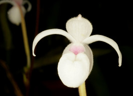 Mexipedium xerophyticum Mexipedium xerophyticum —