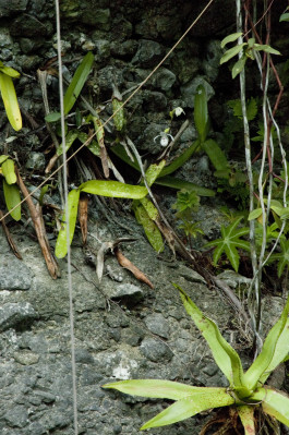 Mexipedium xerophyticum / © Dr. Eduardo Alberto Pérez García Mexipedium xerophyticum —