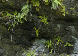 Mexipedium xerophyticum / © Dr. Eduardo Alberto Pérez García Mexipedium xerophyticum —