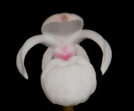 Mexipedium xerophyticum / © Dr. Eduardo Alberto Pérez García Mexipedium xerophyticum —