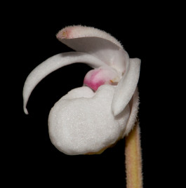 Mexipedium xerophyticum / © Dr. Eduardo Alberto Pérez García Mexipedium xerophyticum —