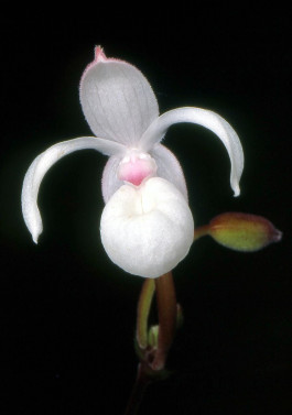 Mexipedium xerophyticum Mexipedium xerophyticum —